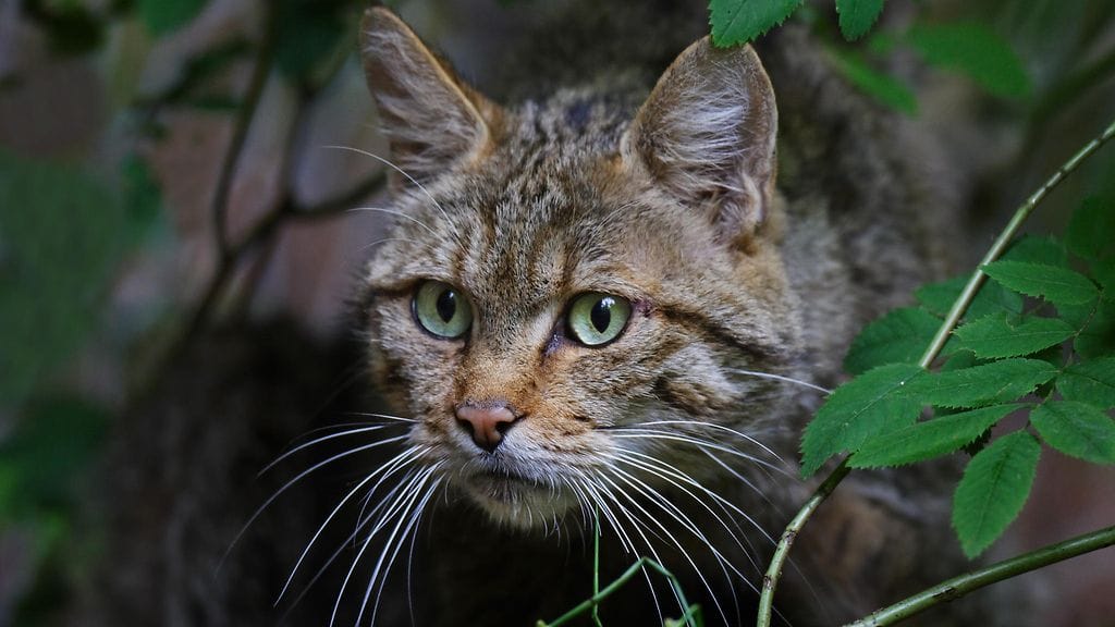 Kuvan kissa ei liity Uuden-Seelannin kilpailuun.