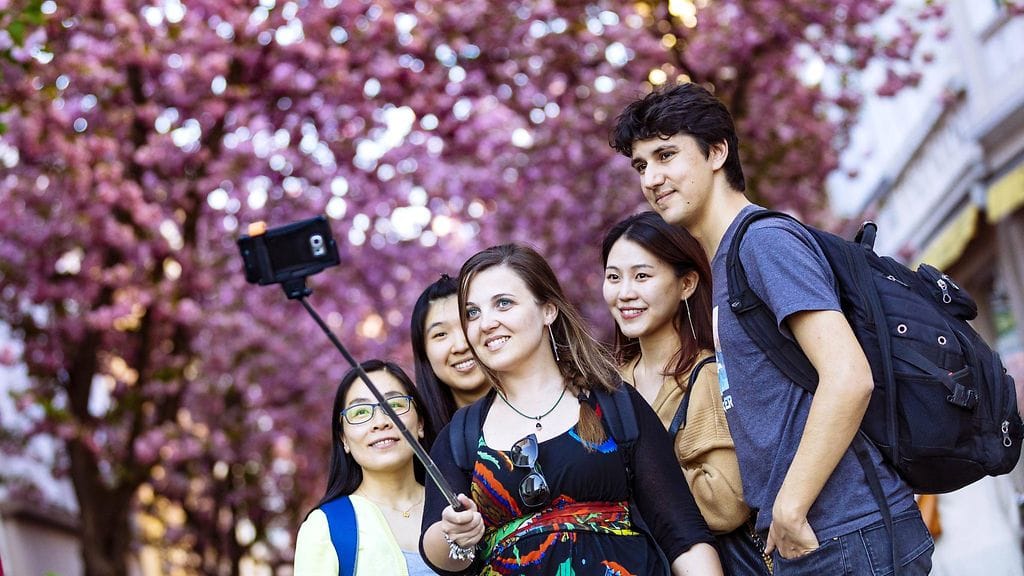 Monet turistit suunnittelevat lomamatkansa Japanin kirsikkapuiden kukinnan eli sakuran ympärille, ja miljoonat paikalliset kerääntyvät joukoittain puistoihin nauttimaan vaaleanpunaisten ja valkoisten terälehtien loisteesta.