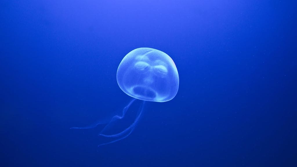 Mnemiopsis leidyi kasvattaa itselleen peräaukon vasta sitten, kun sen täytyy ulostaa. Toimituksen jälkeen anus katoaa. Kuvan meduusan anustilanne ei ole tiedossa.