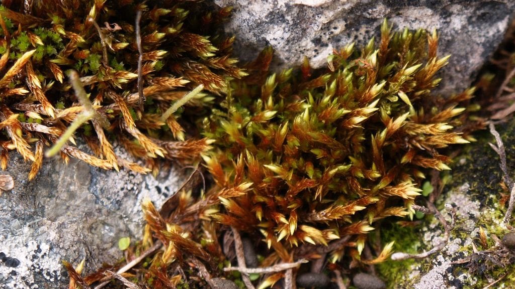 Kultapahtasammal, vaarantunut laji