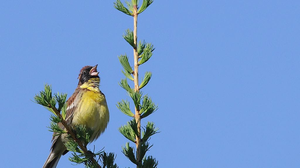 Kultasirkku on kokonaan Suomesta hävinnyt laji.