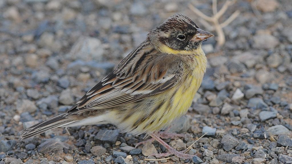 kultasirkku, hävinnyt, uhanalaiset