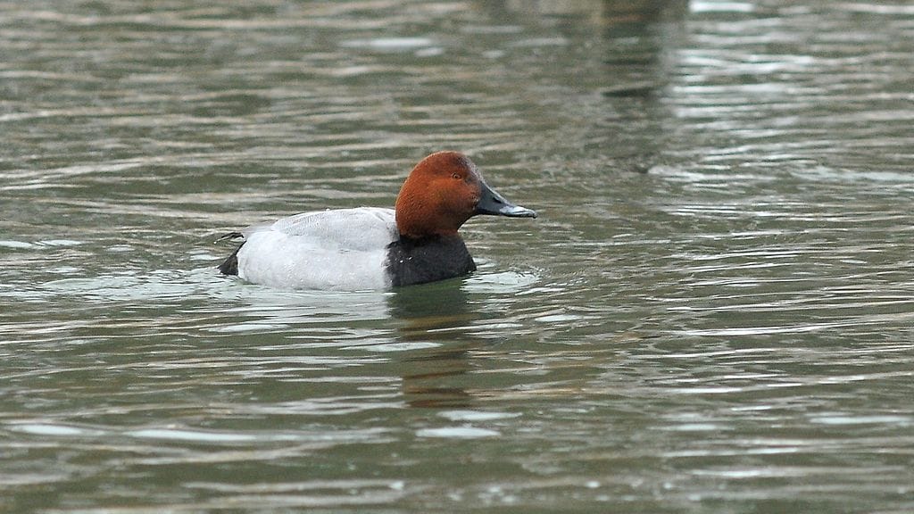 Punasotka, äärimmäisen uhanalainen