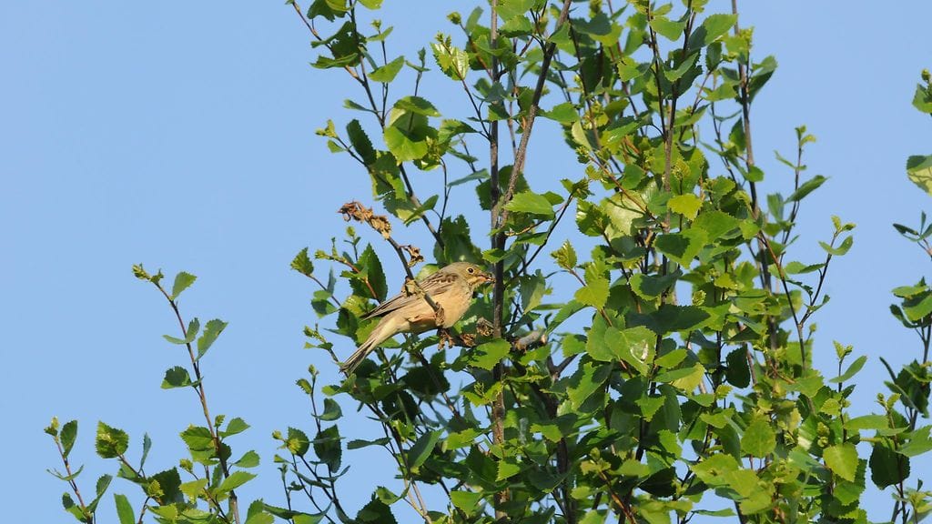 Peltosirkku, äärimmäisen uhanalainen
