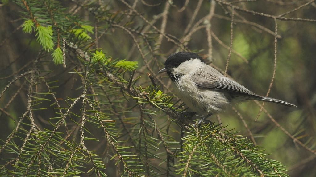 Hömötiainen on yksi erittäin uhanalaisista lajeista.