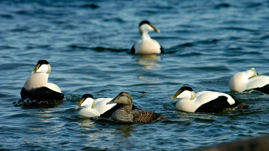 haahka, erittäin uhanalainen laji