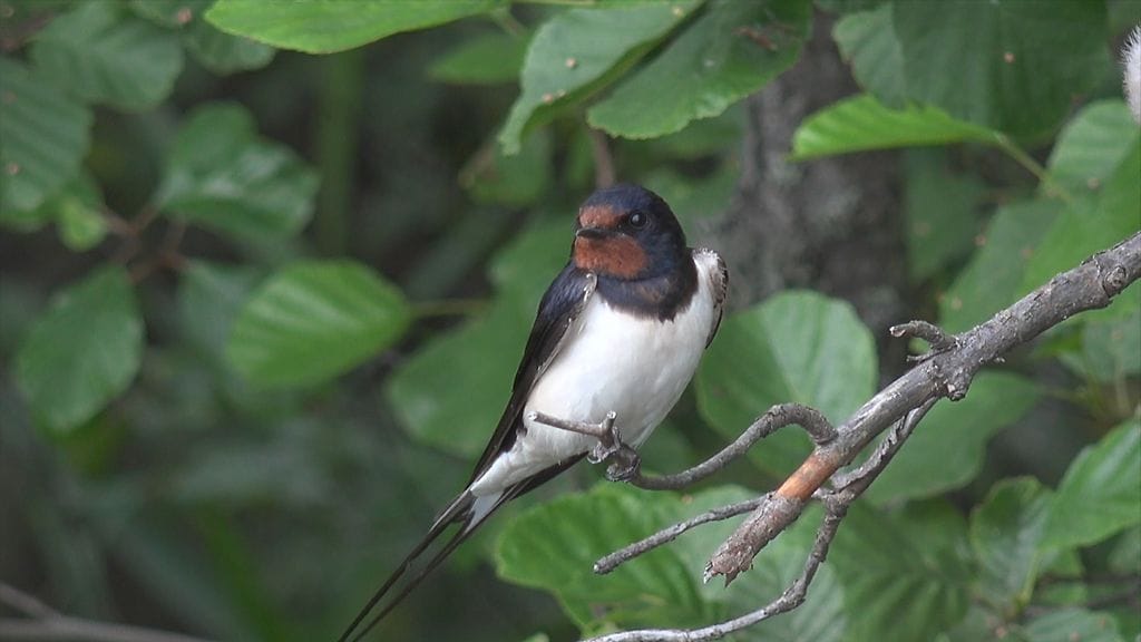 Haarapääsky, pääskyset
