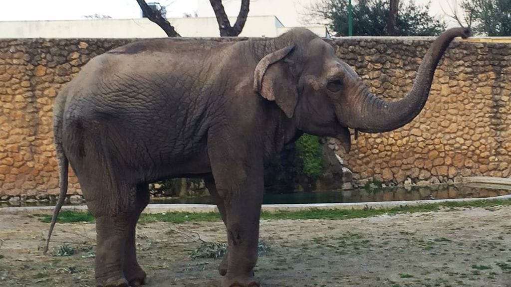 Flavia kuoli espanjalaisessa eläintarhassa puolen vuoden sairastelun päätteeksi.