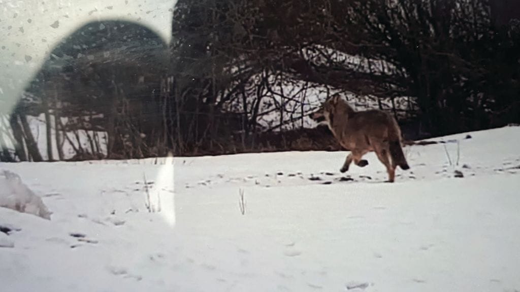 Susihavainnot ovat herättäneet ihmetystä Helsingissä.