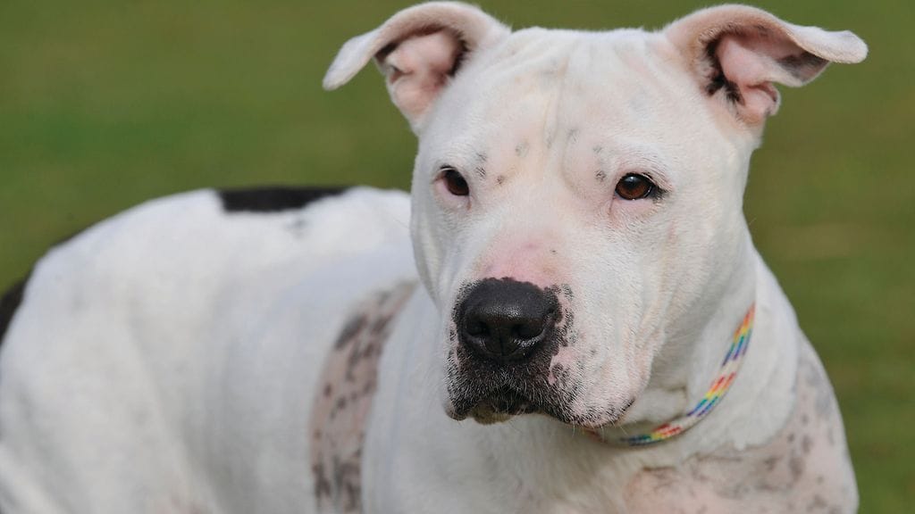 american pitbull terrier
