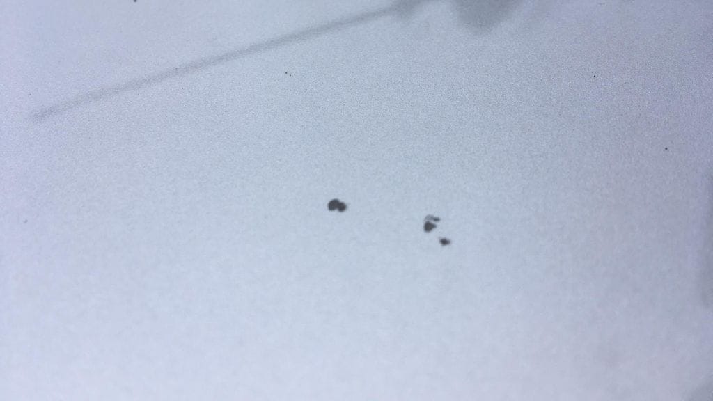 Tanja Nyholm auto Espoo vahingot