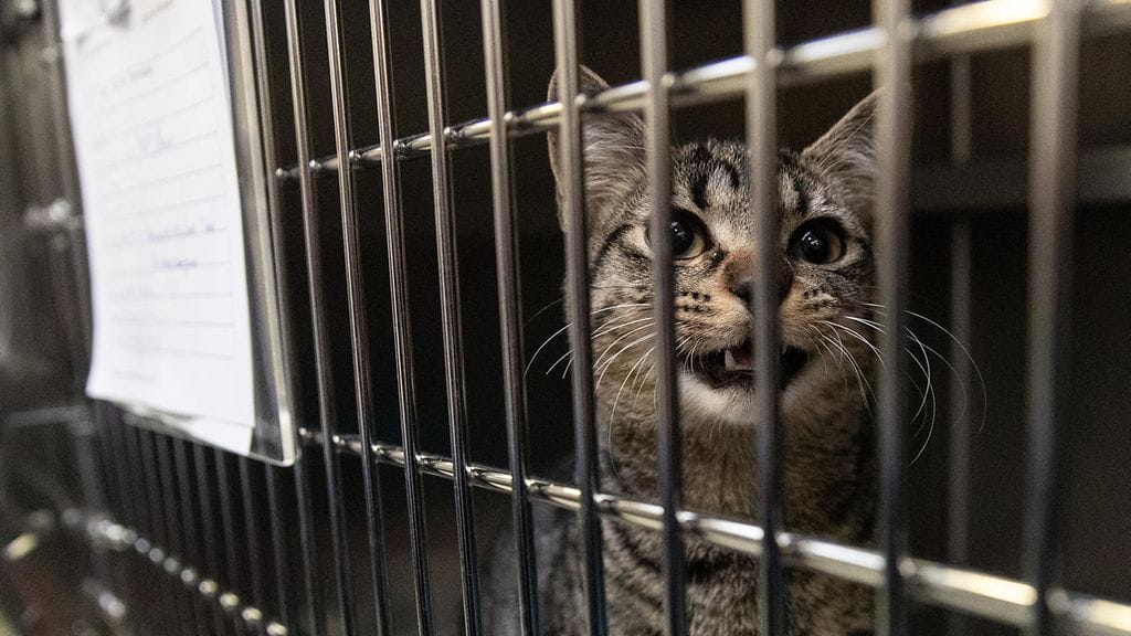 Eläinsuojeluasiamiehen tehtävä päättyy / kuvituskuva