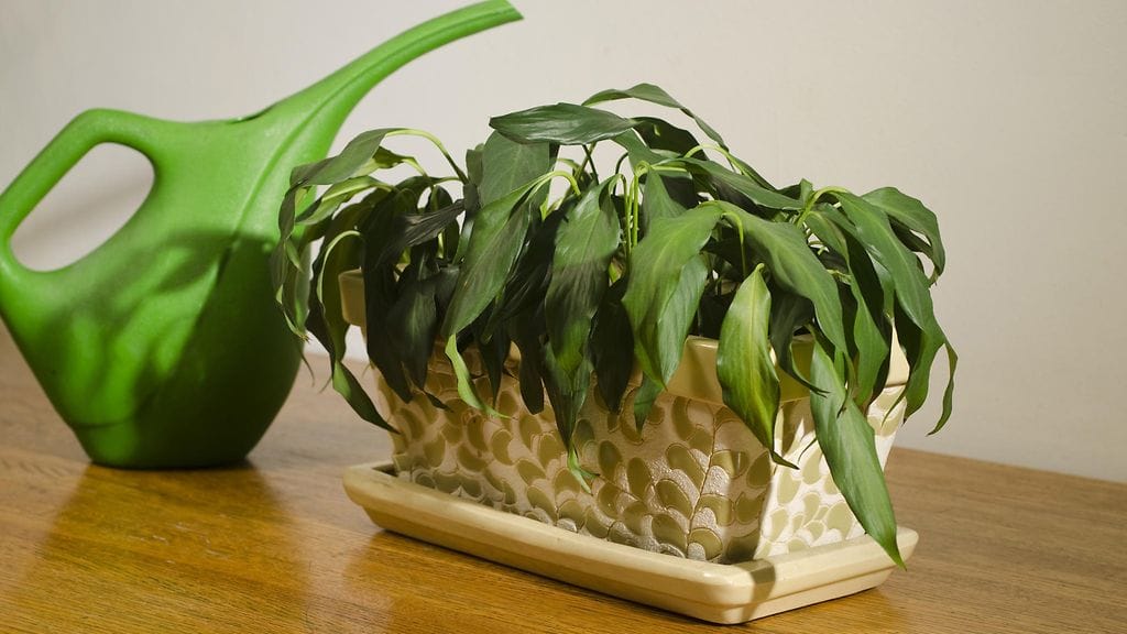 Magnesiumsulfaatti auttaa elvyttämään nuupahtaneen huonekasvin. Kuvituskuva.