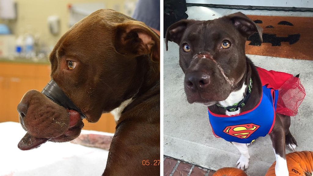 Caitlyn-koira kuono teipattuna ja nykyään. Kuvat: Facebook/Charleston Animal Society.