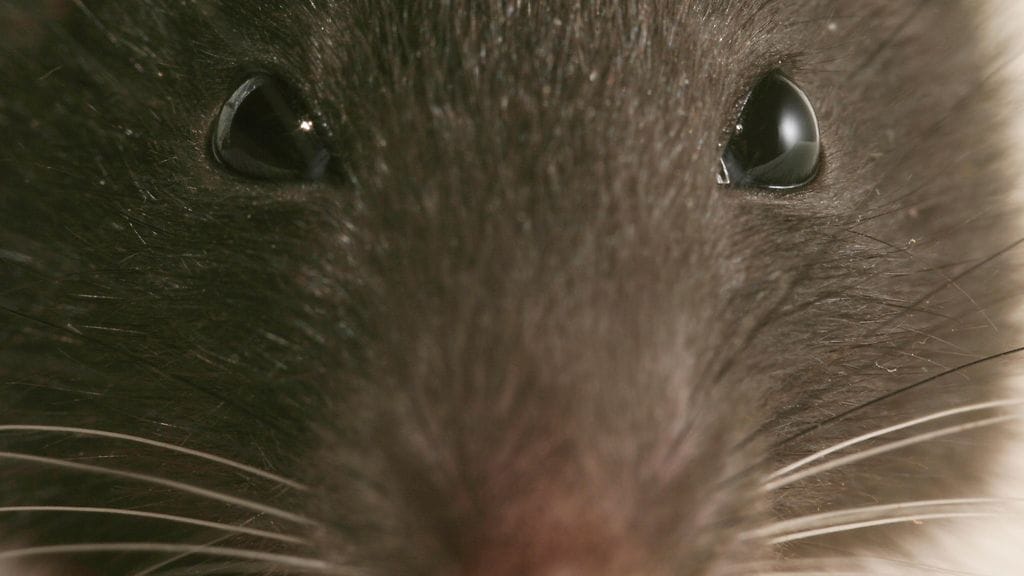 Kuvituskuva. Etelä-Kaliforniassa on paljastunut erikoinen tapaus, jossa 96-vuotias mies asui kotonaan lukuisten eläinten ja satojen rottien kanssa.