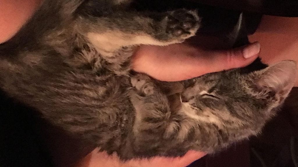 Marjan Dima-kissa karkotettiin Venäjälle