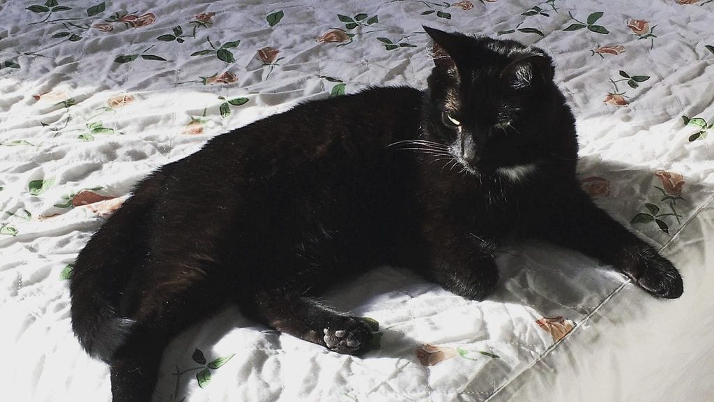 Marjan Dima-kissa karkotettiin Venäjälle, kuvassa Minni-kissa