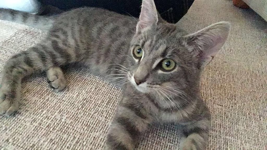 Marjan Dima-kissa karkotettiin Venäjälle (1)