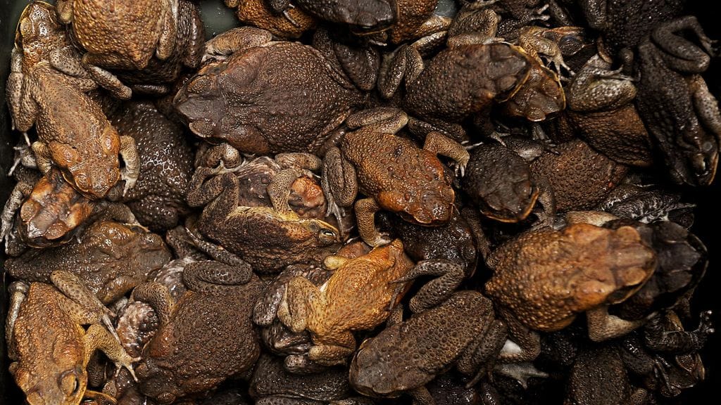 Kuvia agakonnista. Nämä yksilöt on kuvattu Australiassa.