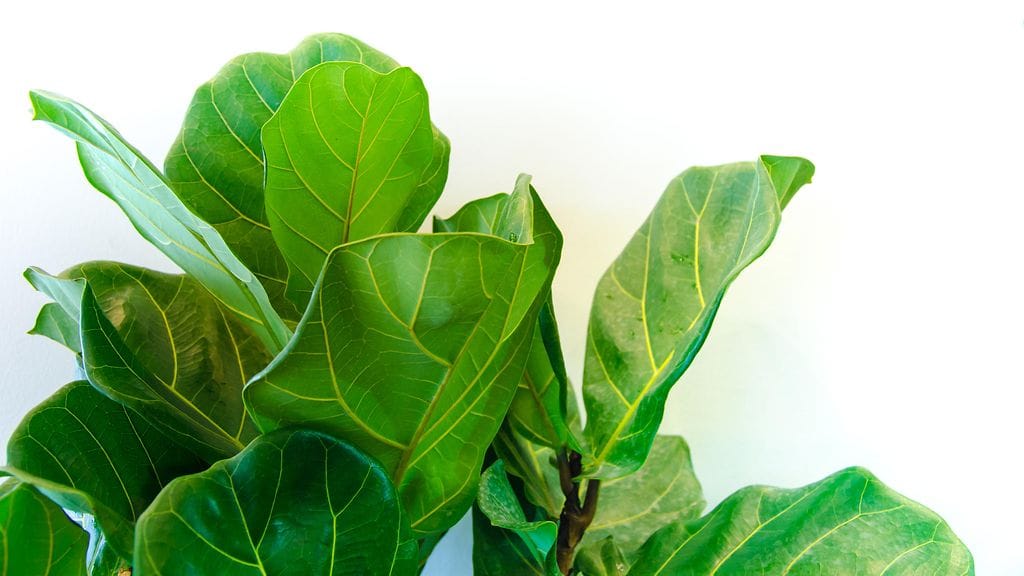 Lyyraviikuna_Ficus lyrata