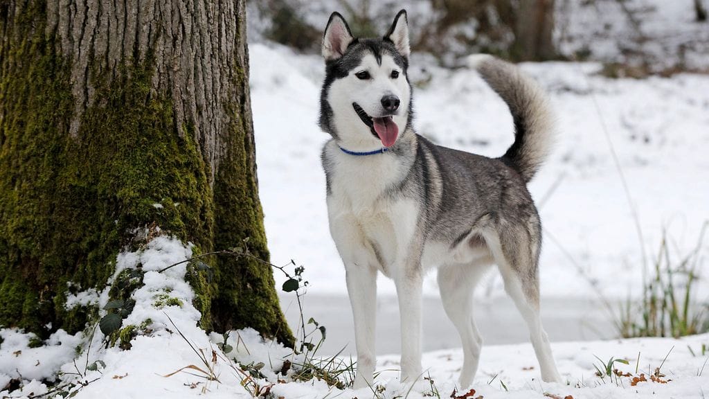 Koirat olivat roduiltaan huskyja. Kuvituskuva.