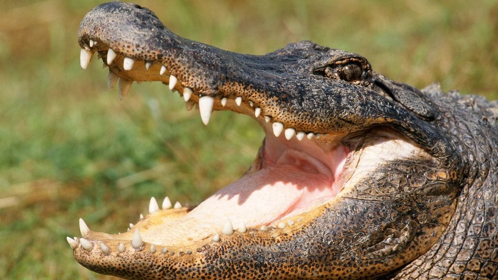 Alligaattori yllätti golfaajat.