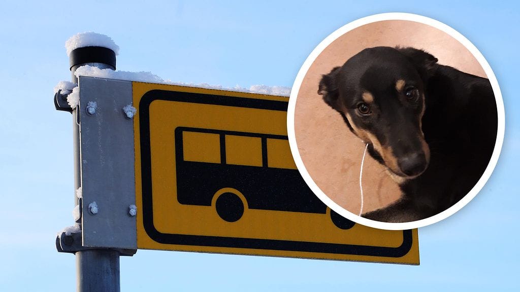 Lapinporokoira onnistui hyppäämään turistibussin kyytiin, josta se kuljetettiin Rovaniemen pääpoliisiasemalle.