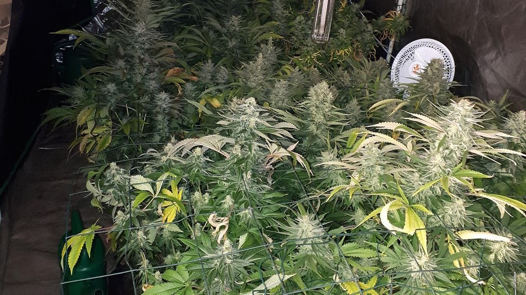 Kerrostalon kellaririloihin oli rakennettu ammattimainen kannabiskasvattamo.