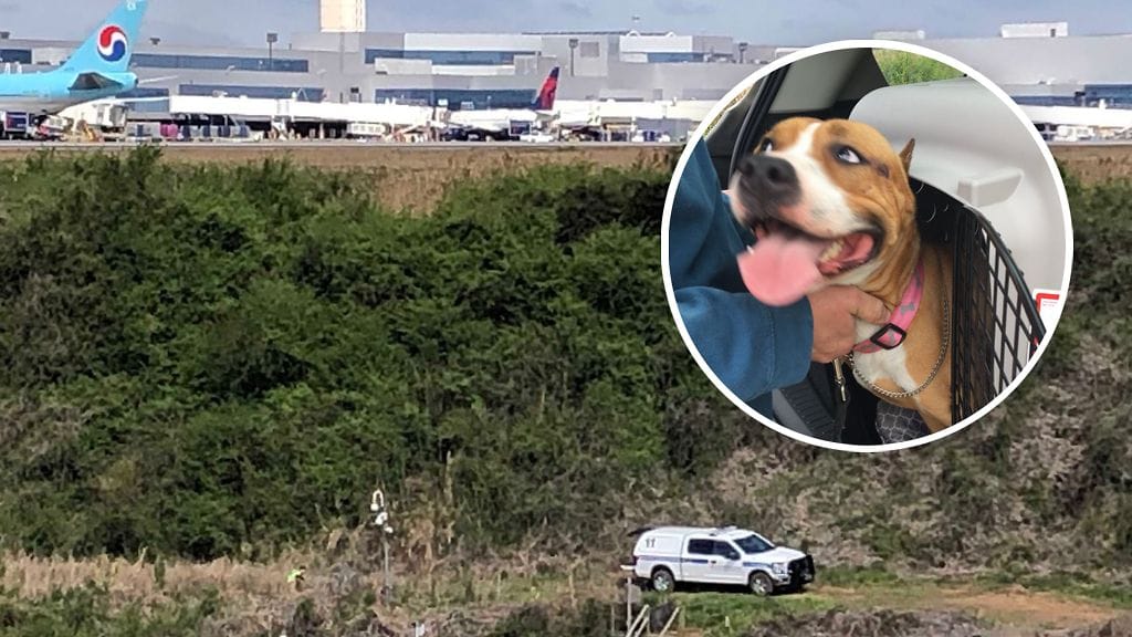 Lentokentän henkilökunnan mukaan koira oli saanut rikottua sen kuljetuksessa käytetyn häkin, kun sitä oltiin siirtämässä KLM:n lennolle.