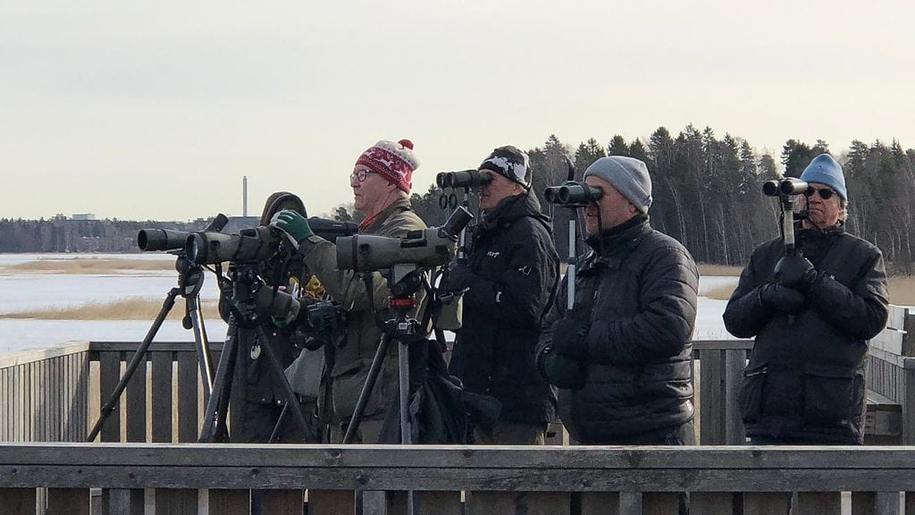 muutolinnut, lintutorni