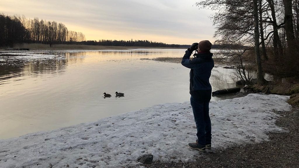 Muuttolinnut, Aleksi Lehikoinen