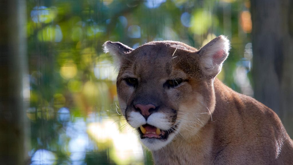 Kanadassa patikoimassa ollut nainen väittää, että maailmankuulun heviyhtyeen musiikki sai puuman juoksemaan tiehensä. Kuvituskuva.