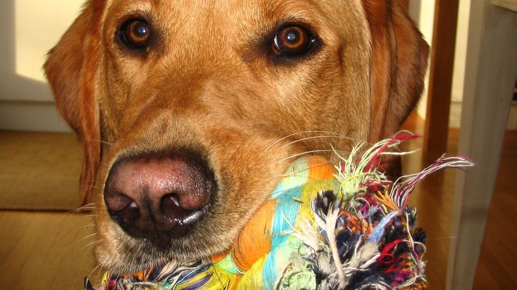 Köysilelut voivat olla vaarallisia koiran terveydelle. Kuvituskuva.