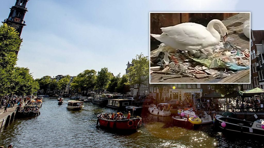 Ihmisten siivottomuus näkyy kaikkialla. Muun muassa tämän joutsenen pesässä Amsterdamissa.