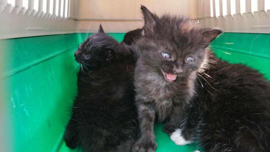 Poliisi julkaisi kuvan paikalta kiinni saaduista kissanpennuista. Poliisin päivityksen mukaan kisulit pelastettiin uskomattomista olosuhteista.