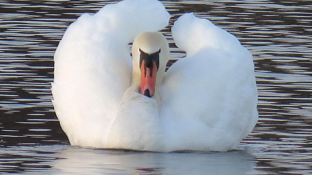 Kuvituskuvaa Uutissilmästä. Kuvan joutsen ei liity tapaukseen.