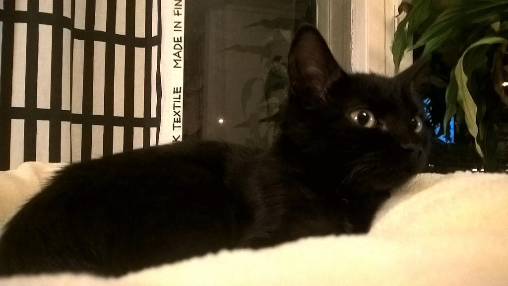 Myrsky-kissa menehtyi ampumisen seurauksena. Kuva perheen kotialbumista.