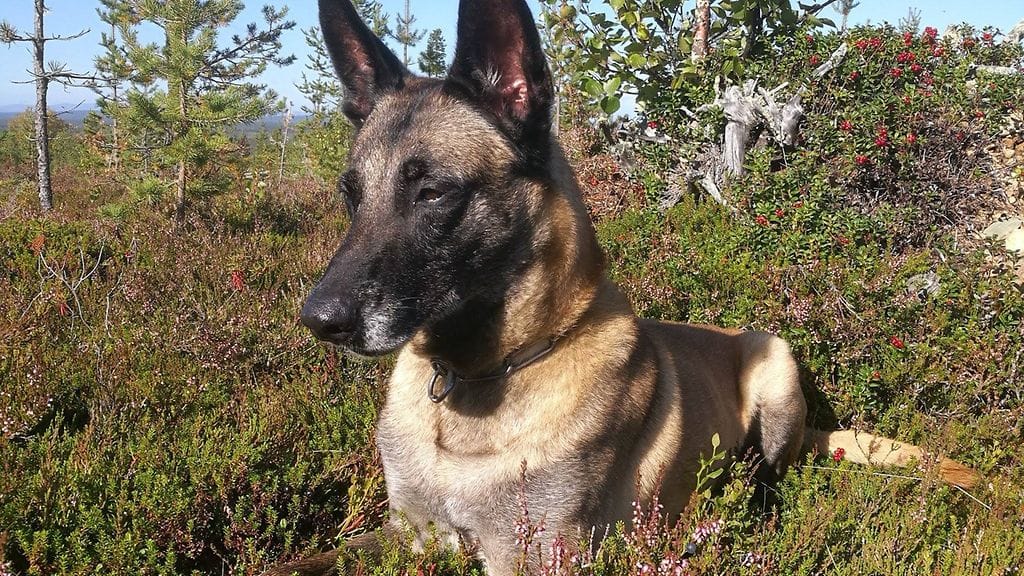 Poliisikoira Sauli nukkui pois viikonloppuna. Kuva: Facebook/Länsi-Uudenmaan pelastuslaitos