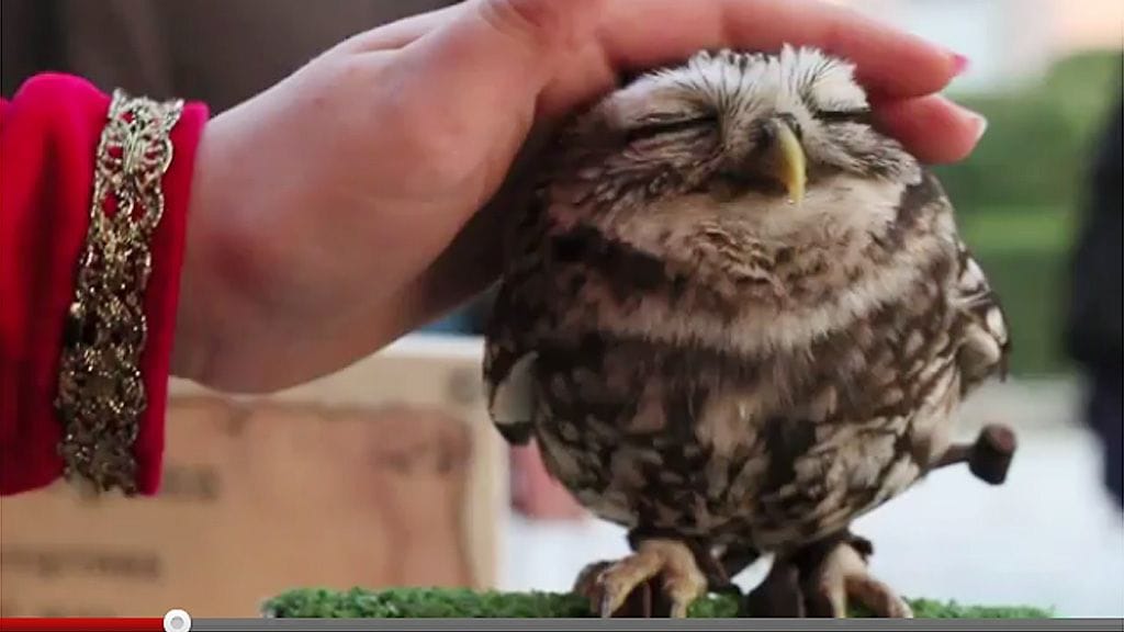 Voiko söpömpää videota olla olemassa, kysyy moni YouTube-videon hellittävästä pöllöstä nähnyt.