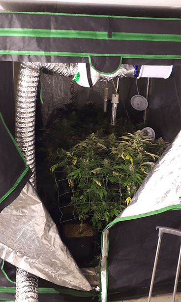 Kannabiksen sisäkasvatuksessa käytetään runsaasti tekniikkaa valaistuksesta ilmanvaihtoon ja kosteuden säätelemiseen. Helsingin poliisilaitos.