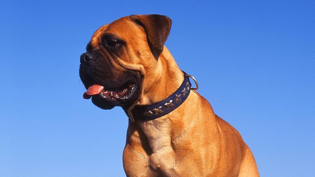 Lapsen päälle hyökännyt koira oli rodultaan bullmastiffi. Kuvassa on bullmastiffi, mutta kuvan koira ei liity tapaukseen.