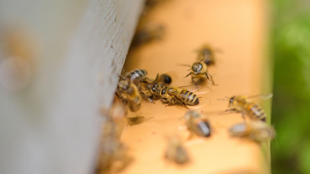 14 vuotta samassa kodissa Georgiassa asunut Lisa on löytänyt valtavan mehiläispesän kodistaan jo useita kertoja. Kuvituskuva.