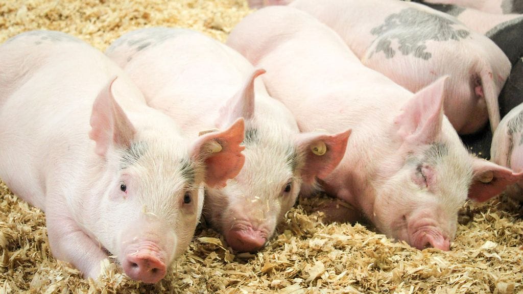 shutterstock_1364505155