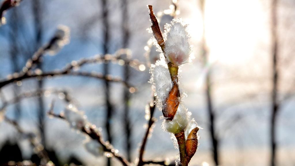 Helmikuu on ollut lauha ja sateinen, eikä talvesta ole tänä vuonna Lappia lukuun ottamatta ollut tietoakaan.