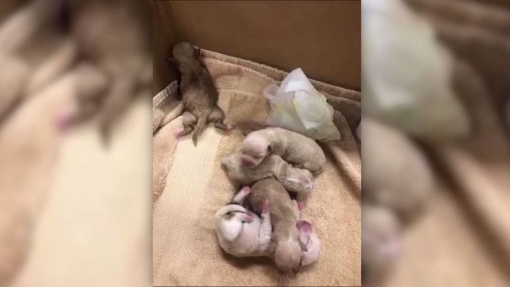 Koiranpennut heitettiin roskikseen stilli