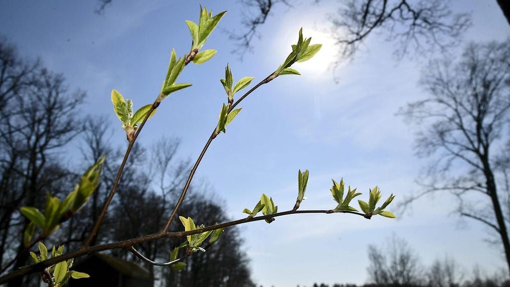 Tuomi puskee lehtiä ja nuppuja kohti aurinkoa Helsingissä.