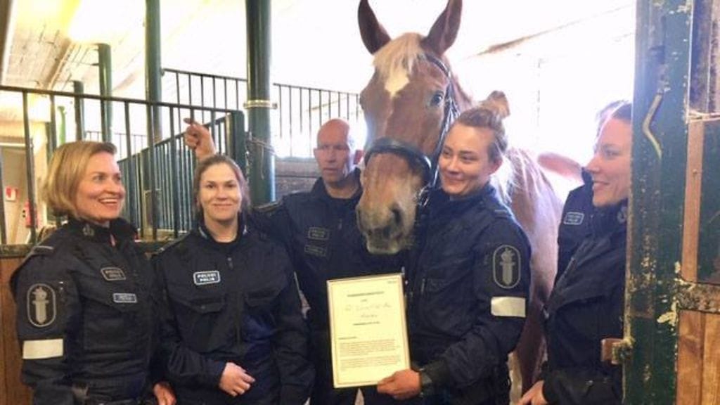 Poke-hevonen palkittiin Helsingin poliisilaitoksen kuukauden työntekijäksi.