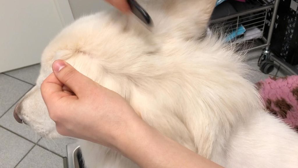 Screen Shot 2019-04-29 at 12.35.34