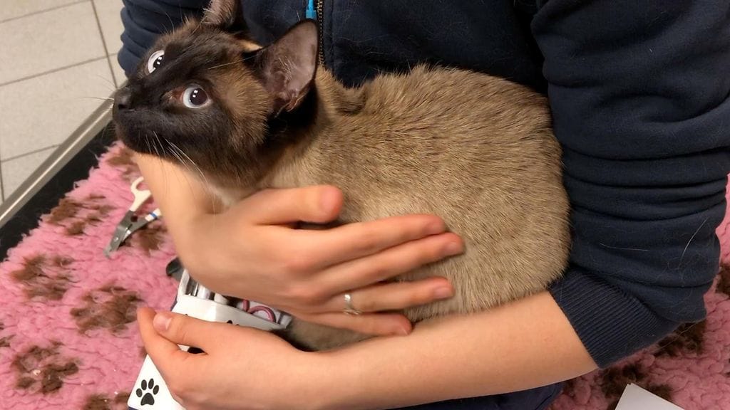 Screen Shot 2019-04-29 at 12.31.22