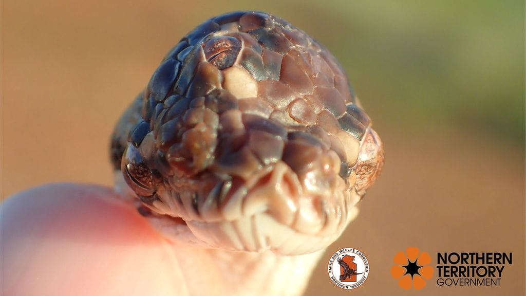 Puistonvartijat löysivät käärmeen, jolle oli mutaation seurauksena kehittynyt kolme toimivaa silmää.